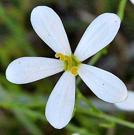 {Sabatia difformis}
